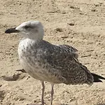 Patio Da Foz - Tres Accueillant Centre-ville *