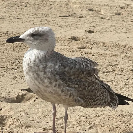 Patio Da Foz - Tres Accueillant Centre-ville *